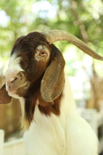 istock Farm Animal Life 2171672016