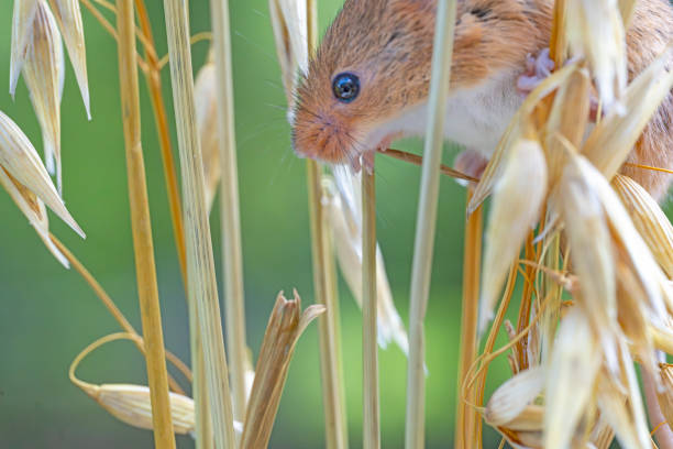 istock A harvest mouse on a barley straw 2171674715