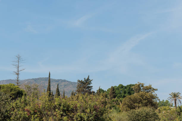 Bright blue sky with a few clouds is shining over a forest