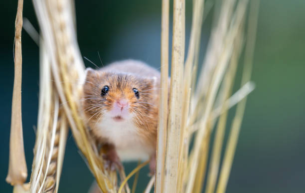 A harvest mouse on a wheat ears.  Part of a breeding and release into the wild programme.