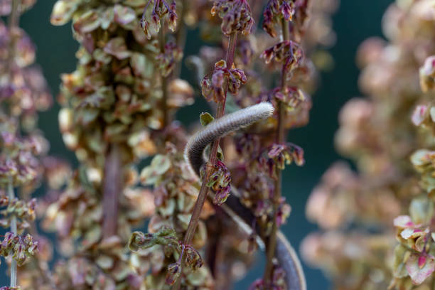 A harvest mouse tail wrapped around a wildflower.  Part of a breeding and release into the wild programme.