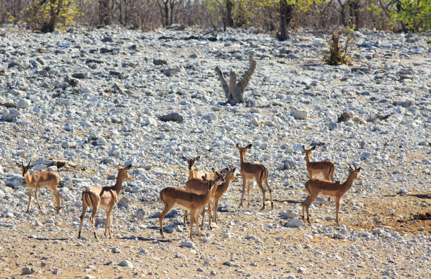 istock Black faced Impala standing on rocky outcrop 2171679509