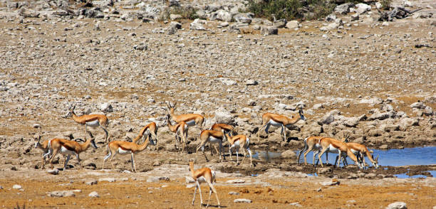 istock Large herd of Springbok at an African Waterhole 2171679516