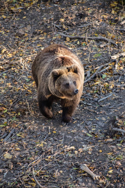 istock a brown bear walks through the forest, looking for a place to hibernate 2171680580