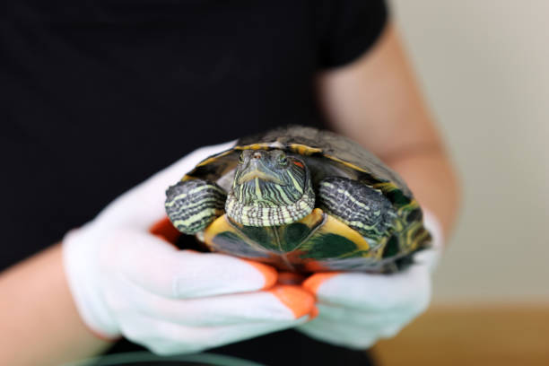 istock People care for and play with a pet red-eared turtle. 2171685004