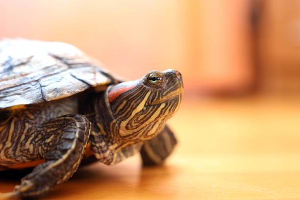 istock People care for and play with a pet red-eared turtle. 2171685012