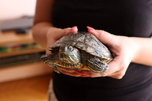 istock People care for and play with a pet red-eared turtle. 2171685018