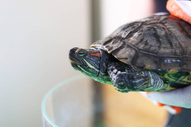 istock People care for and play with a pet red-eared turtle. 2171685033