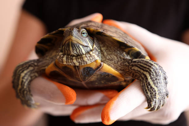 istock People care for and play with a pet red-eared turtle. 2171685299