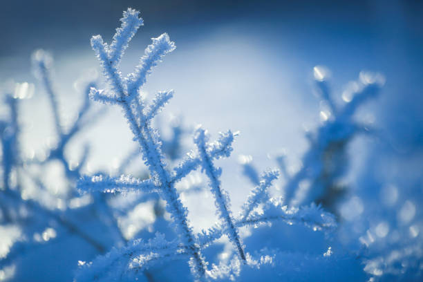 Plant covered with frost and snow in the winter