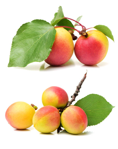 istock Fresh cut apricot fruits 2171687790