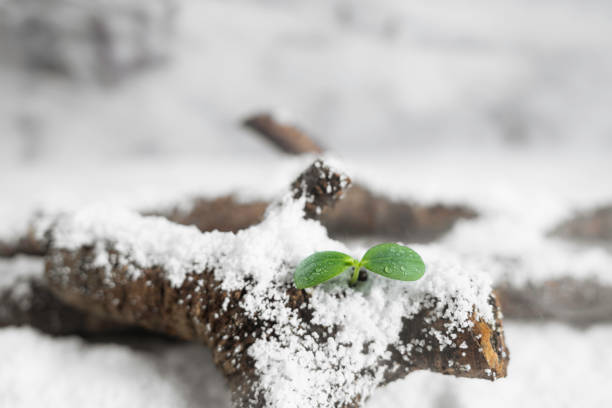 istock Feeling spring in the snow-covered forest, buds sprout 2171690400