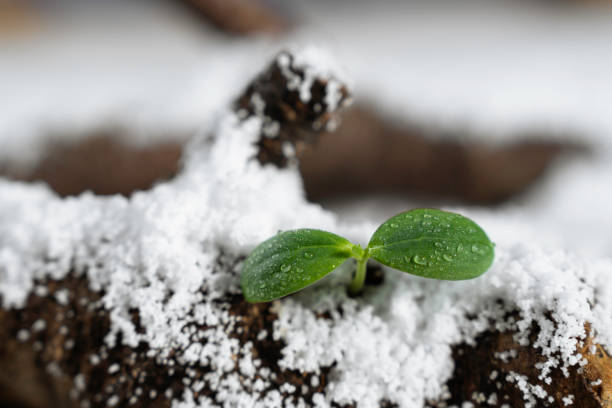 istock Feeling spring in the snow-covered forest, buds sprout 2171690402