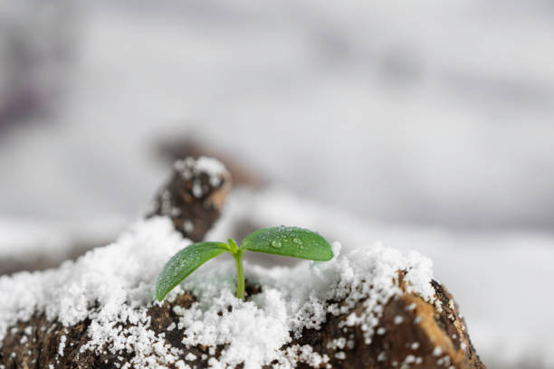 istock Feeling spring in the snow-covered forest, buds sprout 2171690404