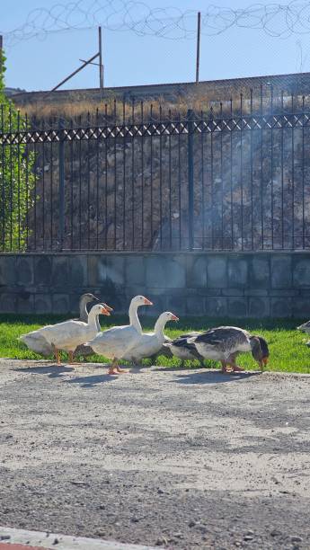 geese walking on the road