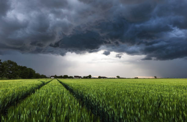 istock Storm with dark clouds over green wheat field landscape 2171694594