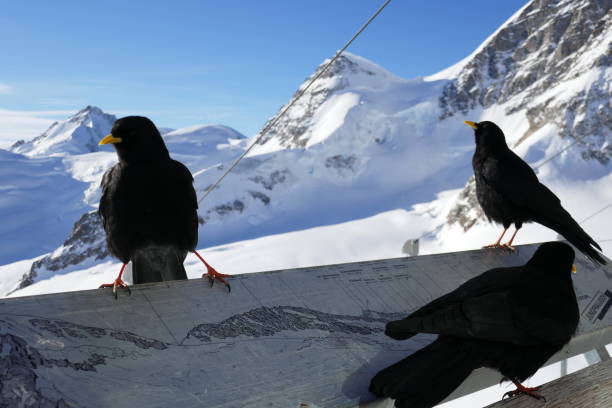 The Jungfraujoch \