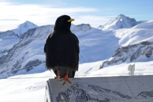 istock Jungfraujoch, Grindelwald, Switzerland 2171695735
