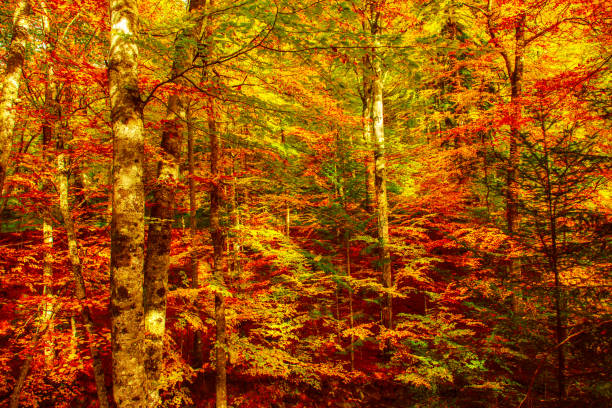 istock Beautiful autumn landscape 2171695744