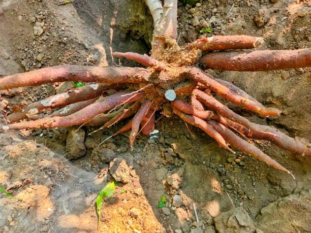istock fresh cassava roots that have just been harvested 2171699689