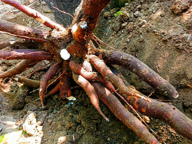istock fresh cassava roots that have just been harvested 2171699707