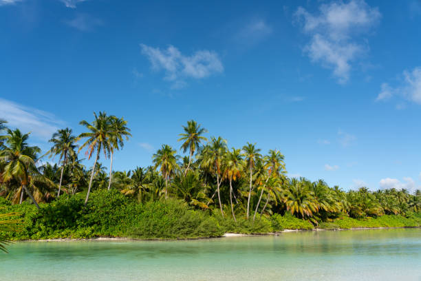 istock Palm Trees And Tropical Scenery 2171702039