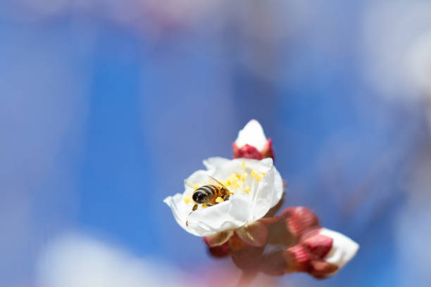 spring white flower and bee