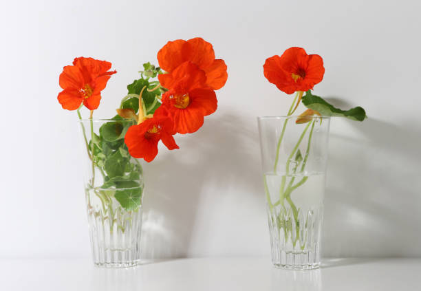 istock Flowers Nasturtium in glass vases. 2171704480