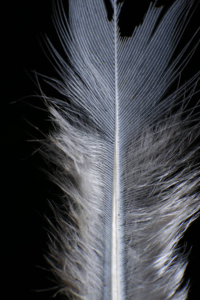 istock Close-Up of a Single Feather, against a dark black background. 2171704768