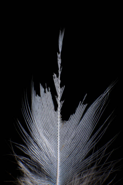 istock Close-Up of a Single Feather, against a dark black background. 2171704778
