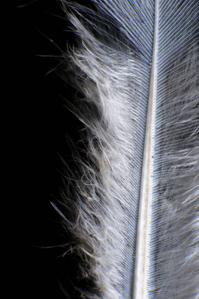 istock Close-Up of a Single Feather, against a dark black background. 2171704791