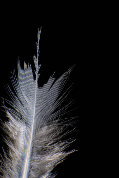 istock Close-Up of a Single Feather, against a dark black background. 2171704800