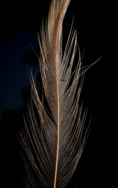 istock Close-Up of a Single Feather, against a dark black background. 2171704825