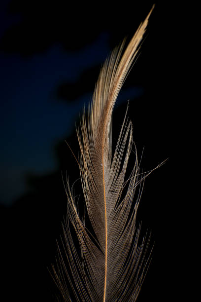 istock Close-Up of a Single Feather, against a dark black background. 2171704828