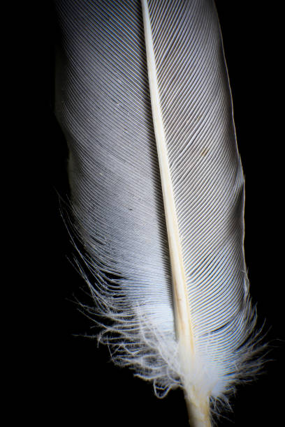 istock Close-Up of a Single Feather, against a dark black background. 2171704832