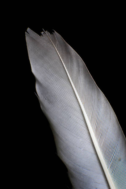 istock Close-Up of a Single Feather, against a dark black background. 2171704840