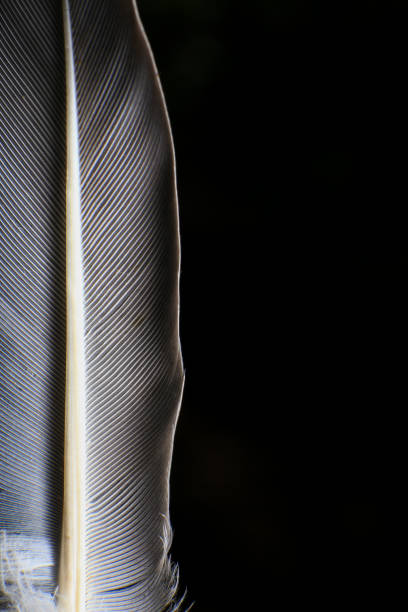 istock Close-Up of a Single Feather, against a dark black background. 2171704842