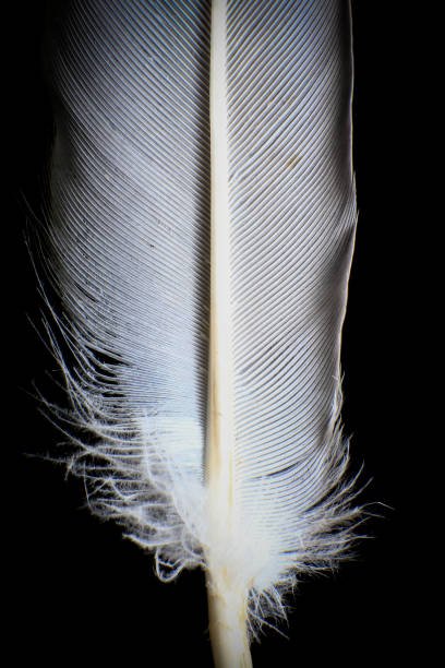istock Close-Up of a Single Feather, against a dark black background. 2171704845