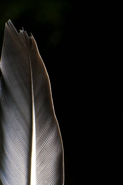 Close-Up of a Single Feather, against a dark black background.