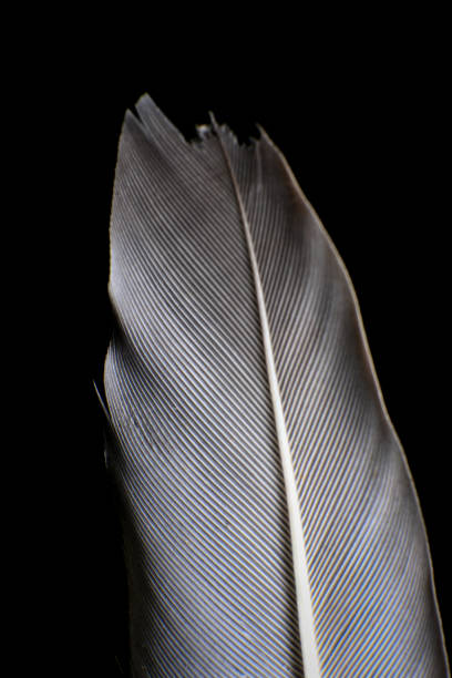istock Close-Up of a Single Feather, against a dark black background. 2171704852