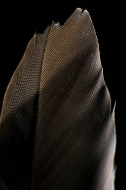 istock Close-Up of a Single Feather, against a dark black background. 2171704854
