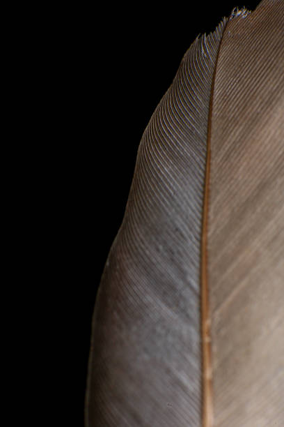 istock Close-Up of a Single Feather, against a dark black background. 2171704855