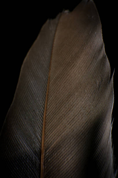 istock Close-Up of a Single Feather, against a dark black background. 2171704859