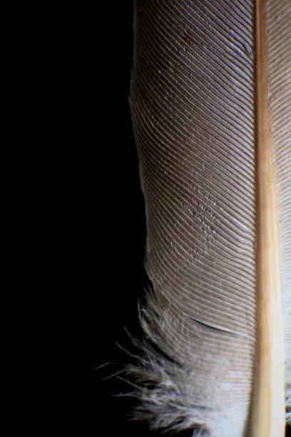 istock Close-Up of a Single Feather, against a dark black background. 2171704861