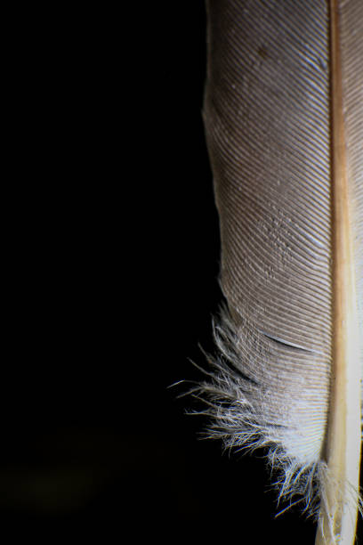 istock Close-Up of a Single Feather, against a dark black background. 2171704866