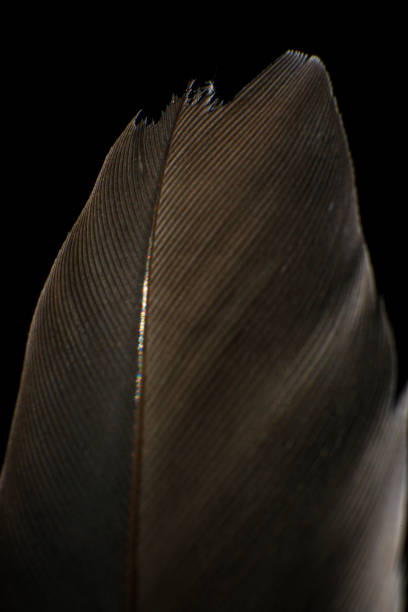 istock Close-Up of a Single Feather, against a dark black background. 2171704872