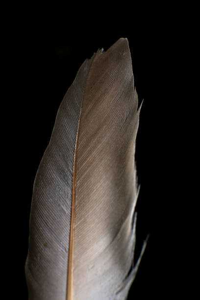 istock Close-Up of a Single Feather, against a dark black background. 2171704878