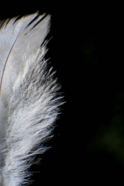 istock Close-Up of a Single Feather, against a dark black background. 2171704924