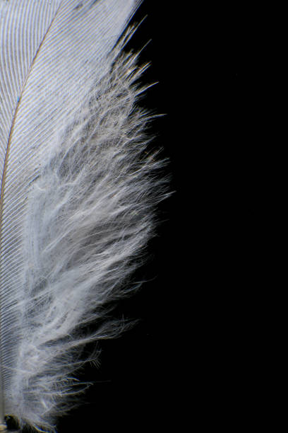istock Close-Up of a Single Feather, against a dark black background. 2171704931