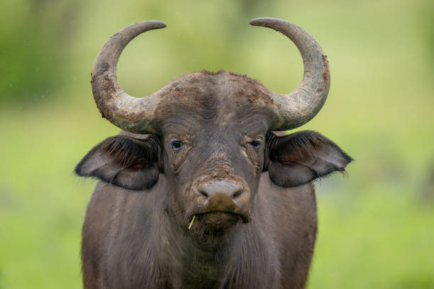 Close-up of female Cape buffalo facing camera